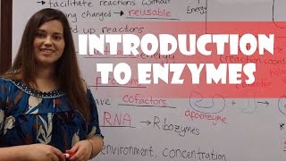 Introduction to Enzymes [upl. by Lempres639]