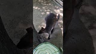 붉은목왈라비Red Necked Wallaby 왈라비 에버랜드 에버랜드주토피아 wallby everland [upl. by Ramal]