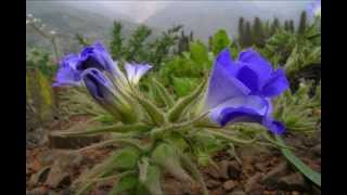 Atacama Desert in Bloom [upl. by Nirb]