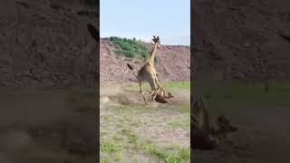 Giraffe Vs Lion 300 Rounds Of Animal Battles shorts [upl. by Annoval]