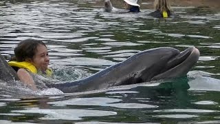 Swimming with Dolphins amp Sharks at Discovery Cove Orlando [upl. by Zorine]