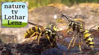 Yellow Jackets paper wasps and bees [upl. by Neerbas]