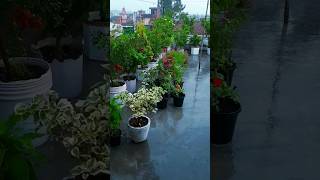 terrace garden 55  rainy day  gardening garden terracegarden flowers [upl. by Htebesile]