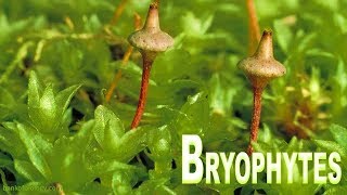 Plant kingdom part 3  Bryophyta Mosses and Liverworts [upl. by Nylisoj]