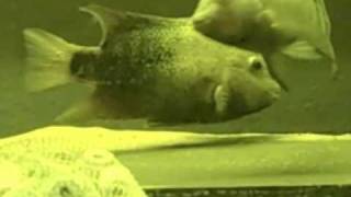 Texas Cichlid Breeding [upl. by Ennayhc]