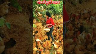 Poultry farming in China shortvideo poultryfarming [upl. by Merri131]