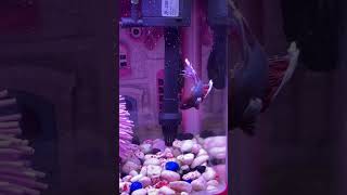 Betta  Fighter fish petlover fishtank [upl. by Narik]