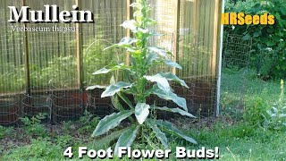 ⟹ Mullein  Verbascum thapsus  4 Foot Flower Buds [upl. by Sehguh343]