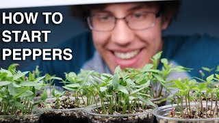 How to Germinate Pepper Seeds INCREDIBLY QUICK with 99 Germination [upl. by Reace]