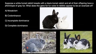 Mosaicism Codominance Incomplete and Complete Dominance explained [upl. by Aniham]