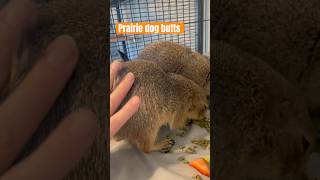 Silly prairie dogs prairiedogs prairiedog animalrescuer [upl. by Alletsirhc]