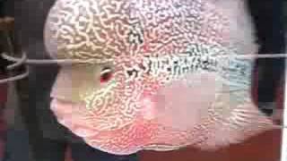 Tan King Flowerhorn  2nd place  September 02 2008 [upl. by Thursby292]