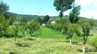 Livada mea de pomi fructiferi pruni Anna Spath si Stanley my fruit trees orchard plum trees 2016 [upl. by Eenttirb]