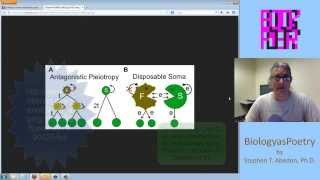 Antagonistic Pleiotropy and Aging [upl. by Liam]