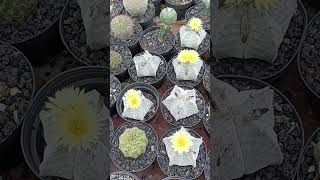 Se vinieron floraciones Astrophytum Myriostigma [upl. by Margret]