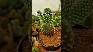 Cactus🌵 and succulents innervoiceofdhivya funnyvideo petplant succulentcactuscomedyminiatures [upl. by Anahtor]