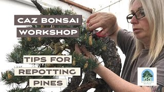 Caz Bonsai  tips on when and how to repot pine bonsai [upl. by Acsecnarf397]