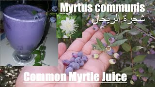 Common Myrtle Fruit Juice  Myrtus communis  شجرة الريحان [upl. by Llennyl]