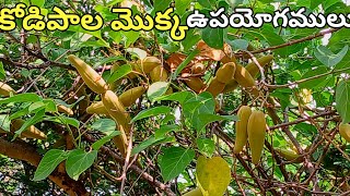 కోడిపాల మొక్క ఉపయోగములు  Dregea volubilis or dregea stephanotis about Telugu [upl. by Lever362]