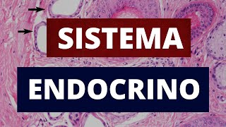 SISTEMA ENDOCRINO [upl. by Ahlgren]