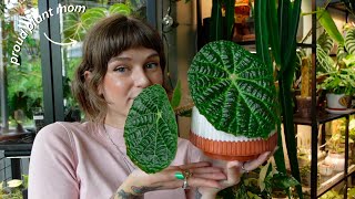 top 12 current favourite houseplants 🌿 philodendron begonia alocasia amp more [upl. by Persis]