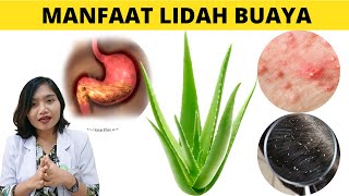 MANFAAT DAN CARA OLAH LIDAH BUAYA UNTUK KESEHATAN  drEmasuperr [upl. by Gibbons]