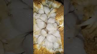 Amazing Marang Fruit  Artocarpus Odoratissima  Smelly but Yummy philipine fruit shorts marang [upl. by Anoirtac]