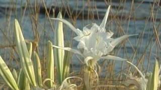 Pancratium maritimum [upl. by Nalaf508]