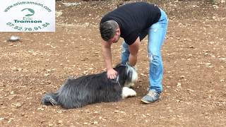 Pourquoi mon chien Bearded Collie est agressif avec mon chiot [upl. by Salb]