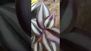 Tradescantia zebrinasilver inch plant ytshorts [upl. by Rednijar189]