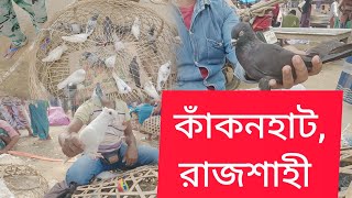 ২১ নভেম্বর  গিরিবাজ ও অন্যান্য জাতের কবুতরের আপডেট দাম জেনে নিন কাঁকনহাটরাজশাহী থেকে  pigeon [upl. by Annunciata]