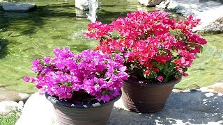 4 Tips To Grow Bougainvillea At Home  Gardening Tips [upl. by Ahsenak753]