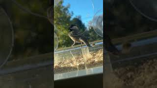 Chickadee at the Feeder in Slow Motion [upl. by Anehta]