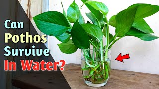 How To Grow Pothos Plant in WaterFOREVER  Pothos Plant Care Indoors [upl. by Akemor]