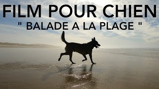 Film pour Chien  Balade et bruit des vagues  4k [upl. by Karney]