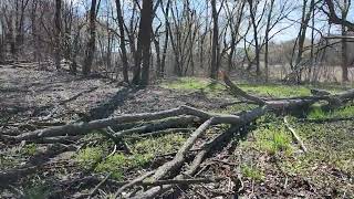 Chickweed silvopasture and a spring [upl. by Garber]