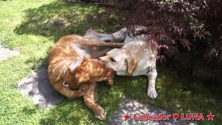 2 labradors play [upl. by Harat]