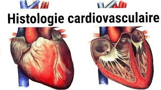 UNITE 1Cardio respiratoireHISTOLOGIE de lappareil cardiovasculaire2éme année médecine [upl. by Atir]