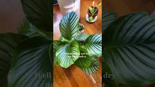 Calathea Orbifolia care tips🌱 plantlover plantparent indoorplant plantcare calathea orbifolia [upl. by Gretel]