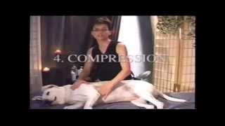 At Home Canine Massage Demonstration [upl. by Joseph]