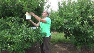 3 Checking Bucket Traps  Monitoring Codling Moths for a BioFix [upl. by Ateloiv]