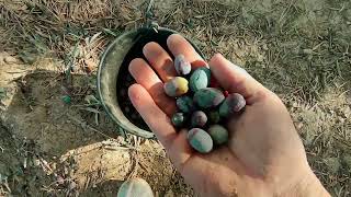 Tafersit olive harvest season 2023 [upl. by Einnob]