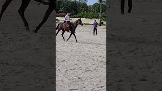 Look at Nabeel go music cover song indila français love horse arabianhorse shorts video [upl. by Llertnac]