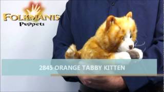 2845 FOLKMANIS Orange Tabby Kitten [upl. by Gambrill]