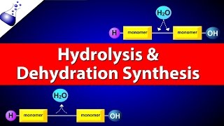 Hydrolysis and Dehydration Synthesis [upl. by Eedia]