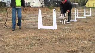 flyball training 27112011 Beginners  3 Flyball edzés 20111127 Kezdők [upl. by Laven]