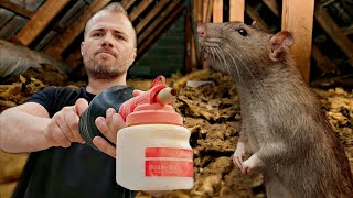 Répulsif  Comment faire fuir les RATS amp SOURIS dun grenier [upl. by Yarvis]