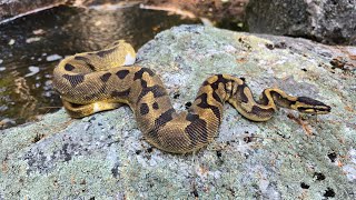 Do Ball Pythons like the water Enchi Pied 💯 Dg quotMincequot [upl. by Kronfeld]