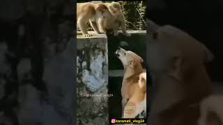 ऐ शेपुट घाल्या🤣😂😀😅 shots viral comedy karamativlog funnyanimals funny [upl. by Aekahs]