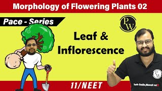 Morphology of Flowering Plants 02  Leaf amp Inflorescence  Class 11  Pace Series  NEET [upl. by Hesper]